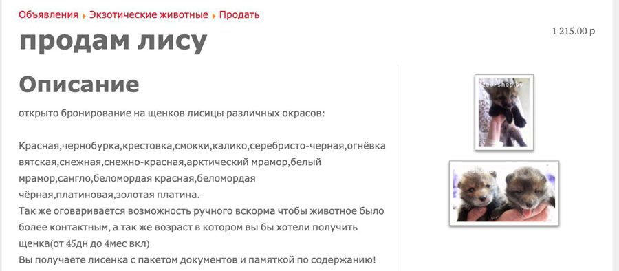 Ужа для дачи, енота для души, а для чего кенгуру? Необычных животных продают в Беларуси