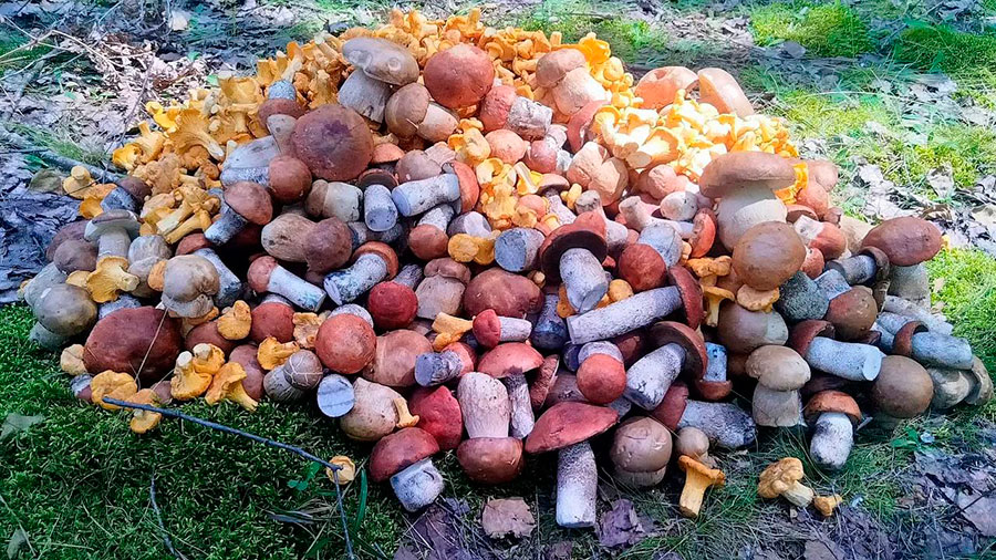 белорусы хвастаются горами собранных