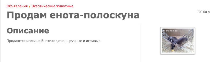 Ужа для дачи, енота для души, а для чего кенгуру? Необычных животных продают в Беларуси