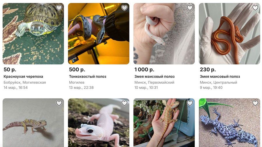 Ужа для дачи, енота для души, а для чего кенгуру? Необычных животных продают в Беларуси