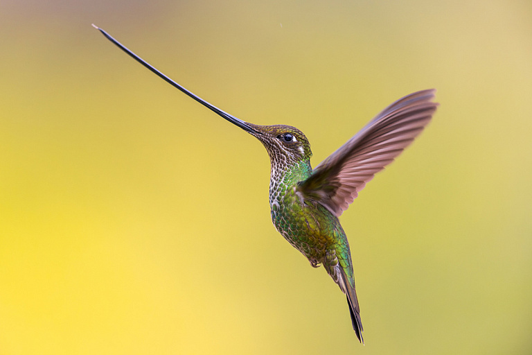 На конкурсе Bird Photographer of the Year выбрали победителя – оцените кадры На конкурсе Bird Photographer of the Year выбрали победителя – оцените кадры