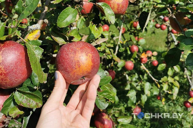 Почему яблони лучше сажать осенью: совет садовода Почему яблони лучше сажать осенью: совет садовода