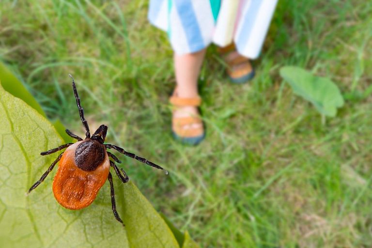 В Гродно два человека оказались в реанимации – все из-за укуса клещей В Гродно два человека оказались в реанимации – все из-за укуса клещей