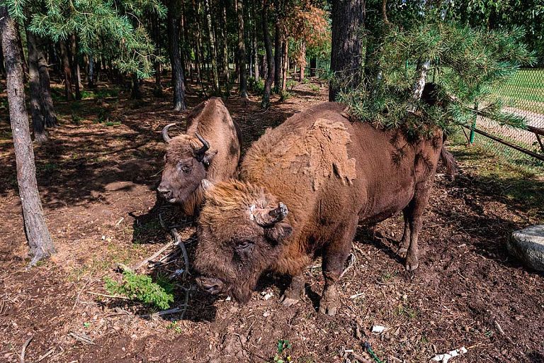 Как живет "молодая семья" зубров в Березинском заповеднике, рассказали ученые Как живет "молодая семья" зубров в Березинском заповеднике, рассказали ученые