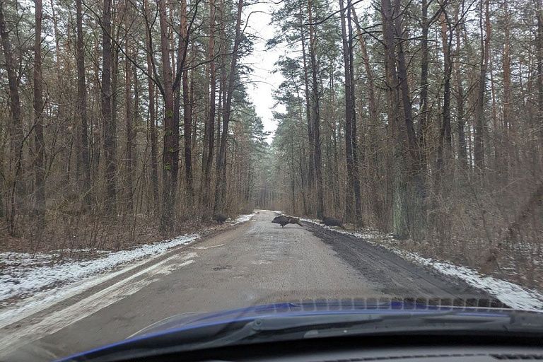 Семья кабанов едва не угодила под колеса машины в Гродно Семья кабанов едва не угодила под колеса машины в Гродно