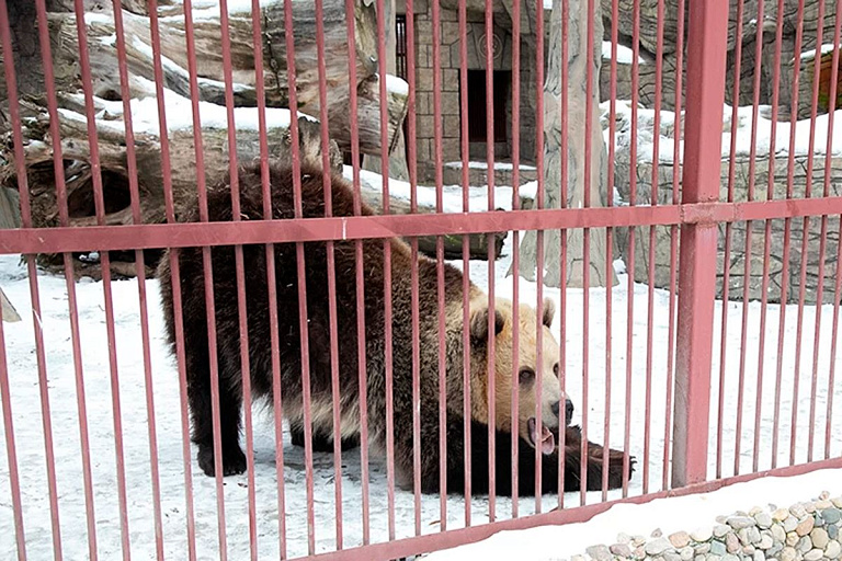 Медведица Нюра из Минского зоопарка проснулась раньше времени Медведица Нюра из Минского зоопарка проснулась раньше времени