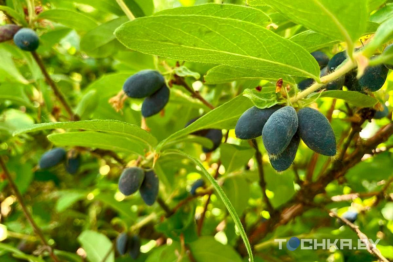 Мяо мяо, йошту и лох многоцветковый: какую экзотику выращивают белорусы Мяо мяо, йошту и лох многоцветковый: какую экзотику выращивают белорусы